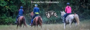 Endurance is, in a nutshell, a marathon on horseback. FHI typically runs 25 mile and 50 mile endurance rides. The first horse to finish is the winner.